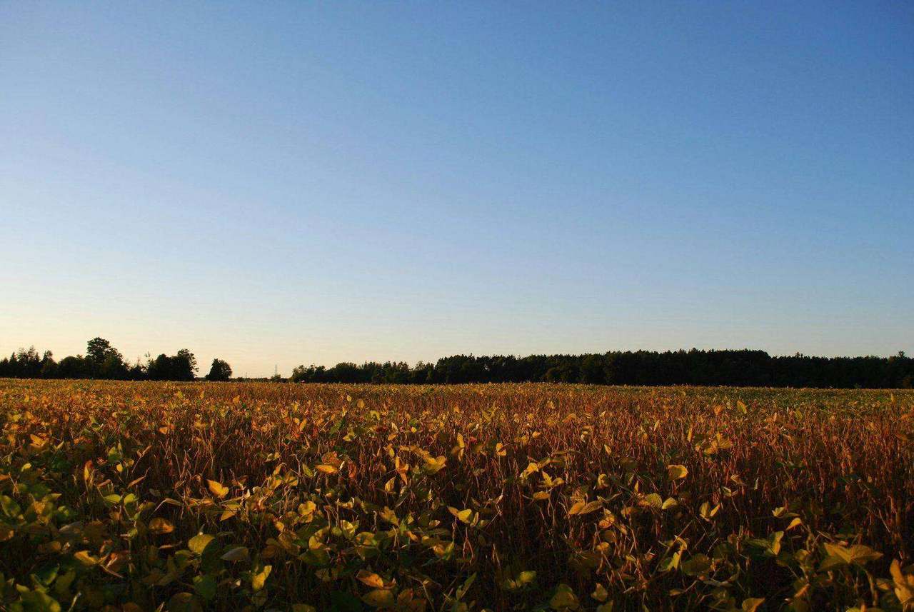 Golden soybean field under a clear blue sky