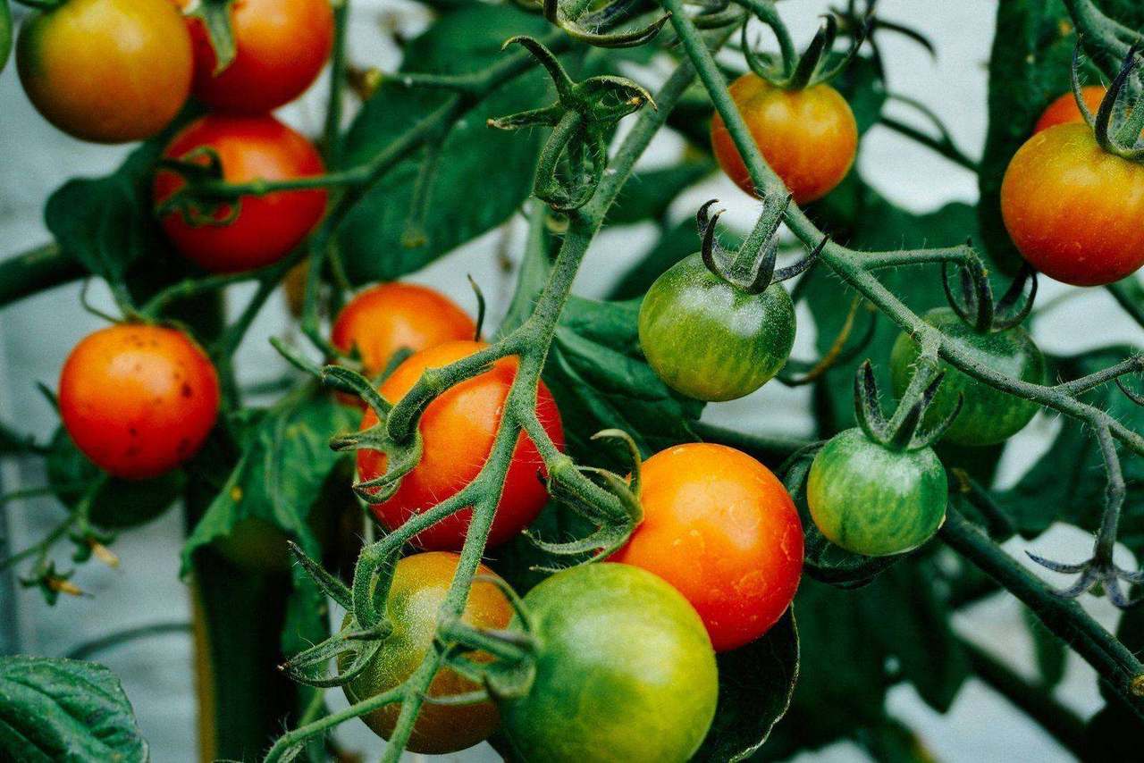 Tomatoes at various ripeness stages on green vine