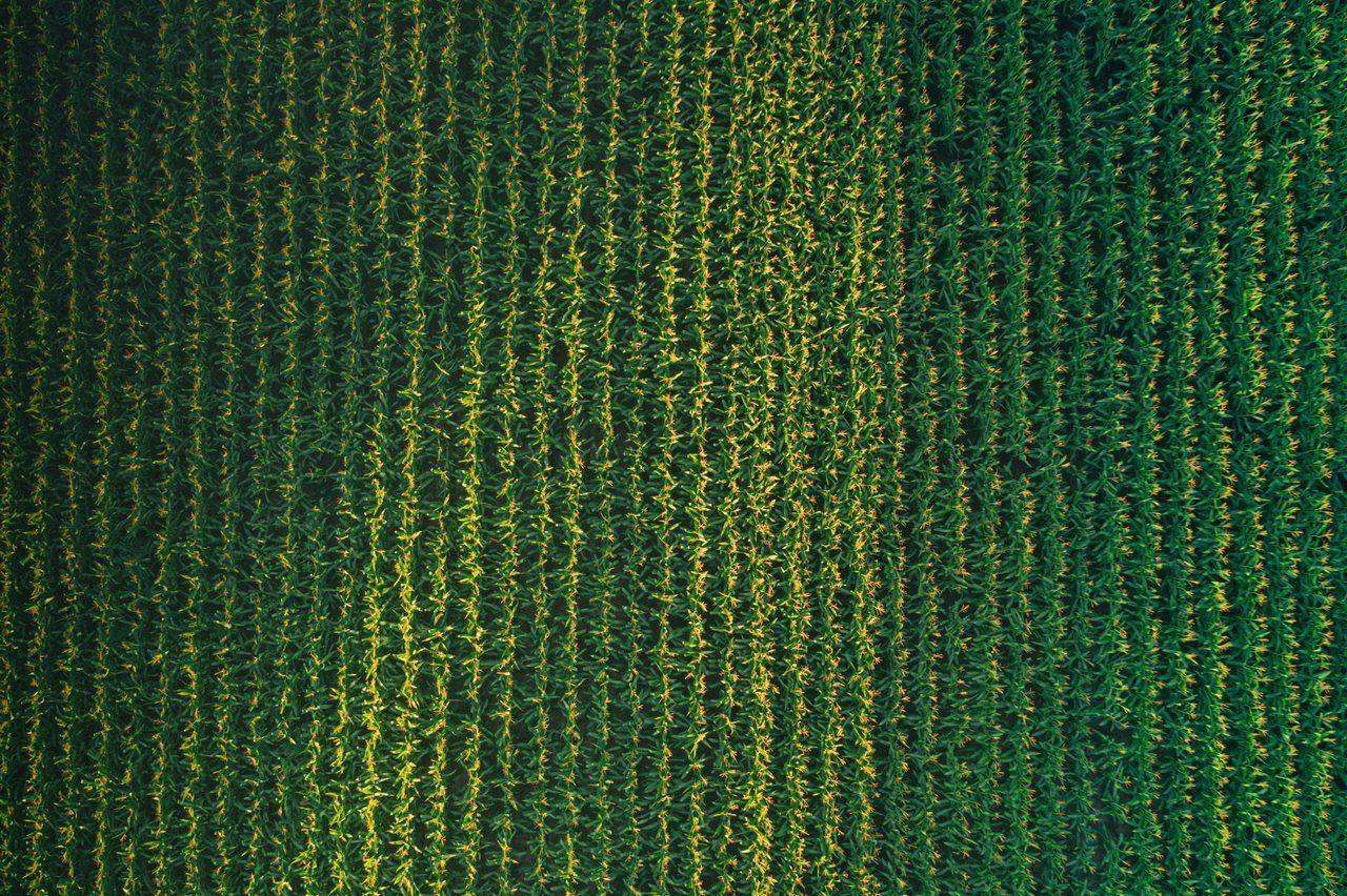 Aerial view of green and yellow corn field rows