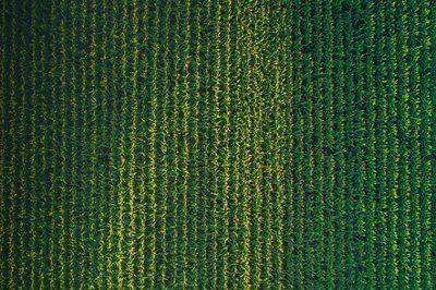 Aerial view of green and yellow corn field rows