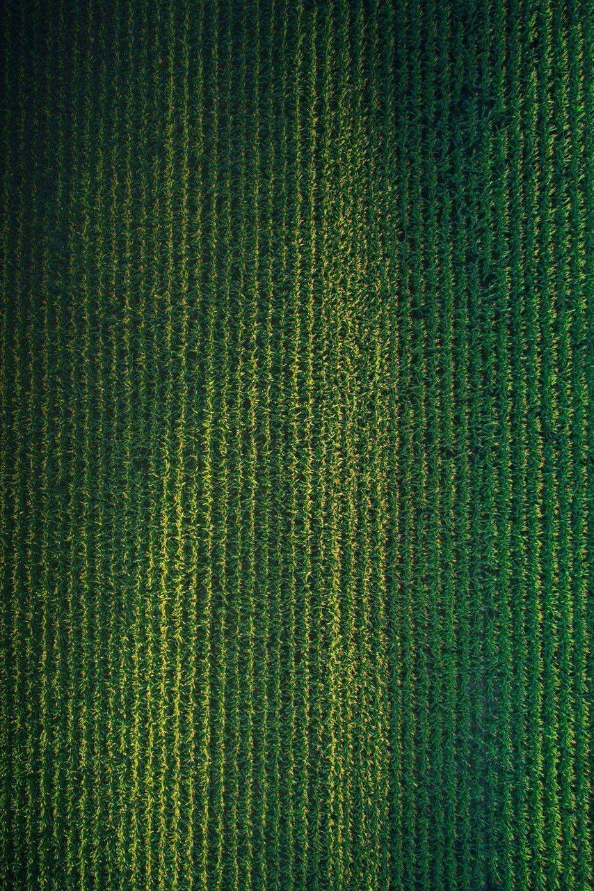 Aerial view of green and yellow corn field rows
