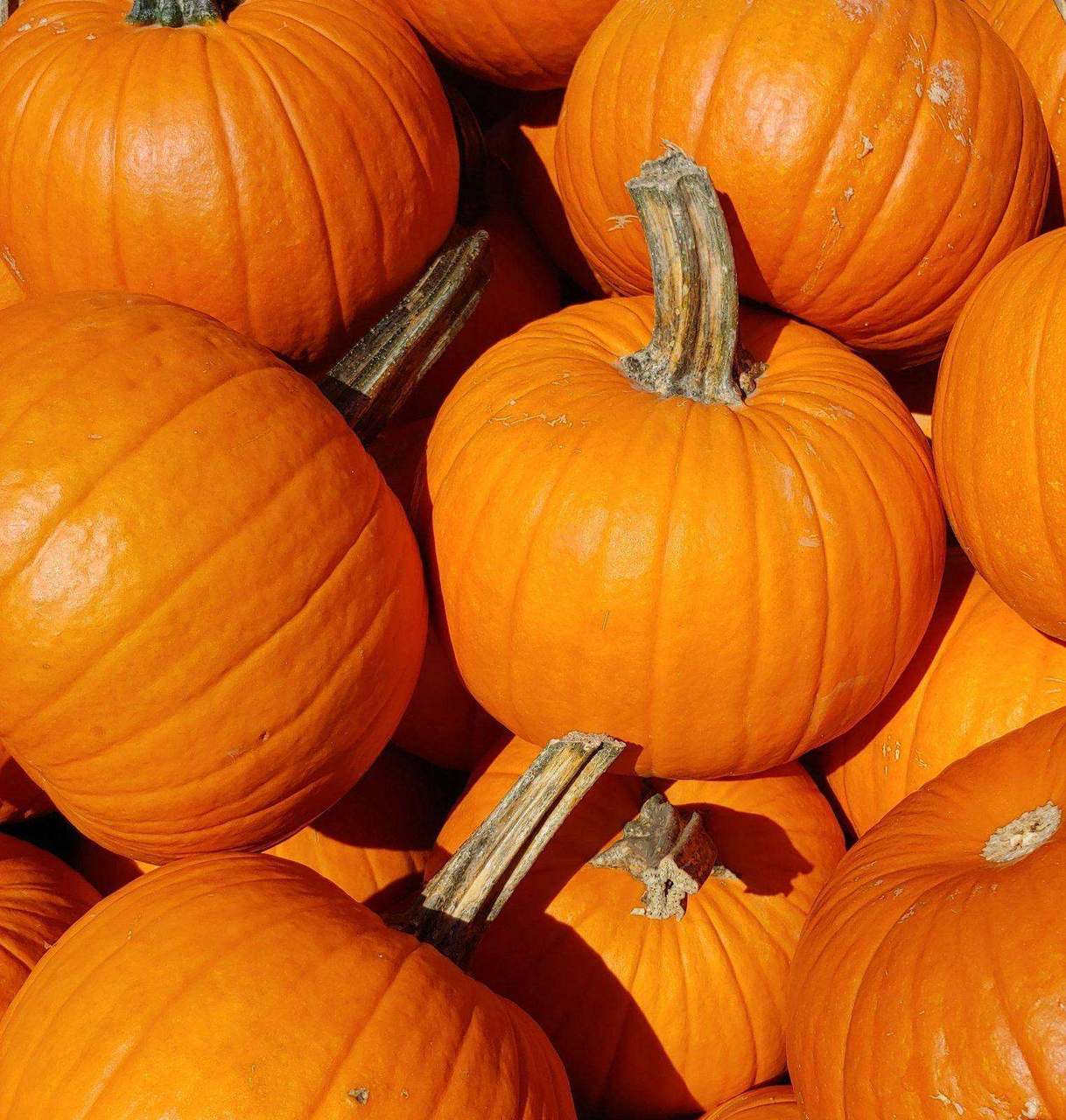 Pile of whole orange pumpkins in sunlight