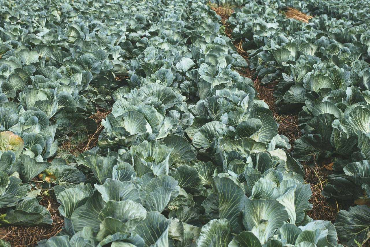 Rows of cabbage growing in a field