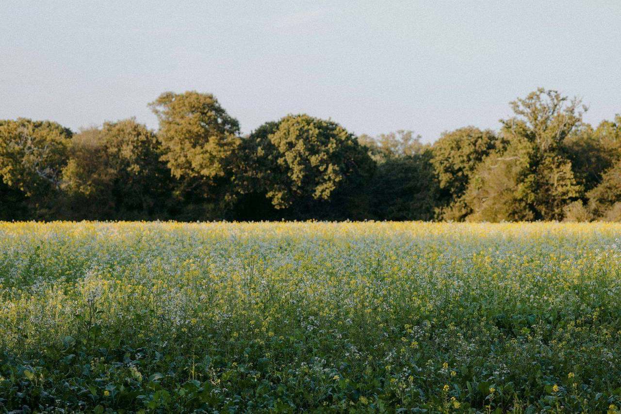 Yellow flowering mustard field beside tree line