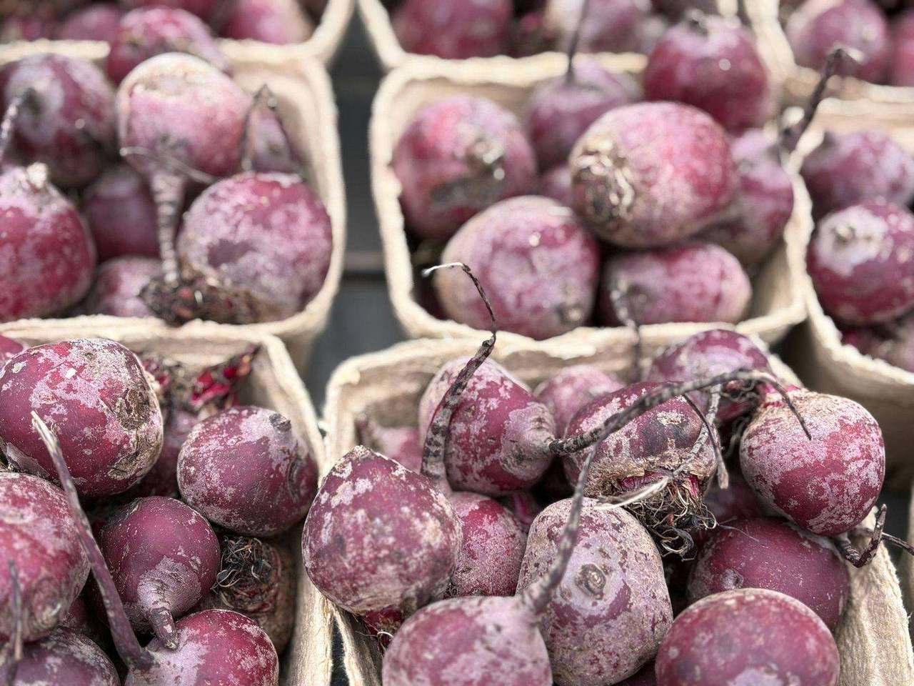 Crates of freshly harvested beets in punnets