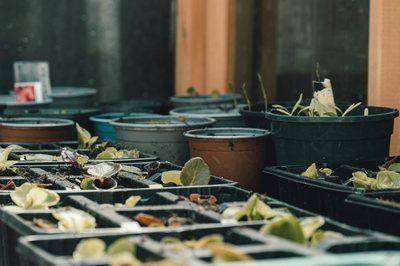 Rows of potted seedlings and trays in dim greenhouse