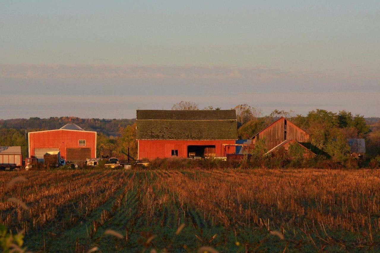Red farm barns glowing at sunset behind stubble field