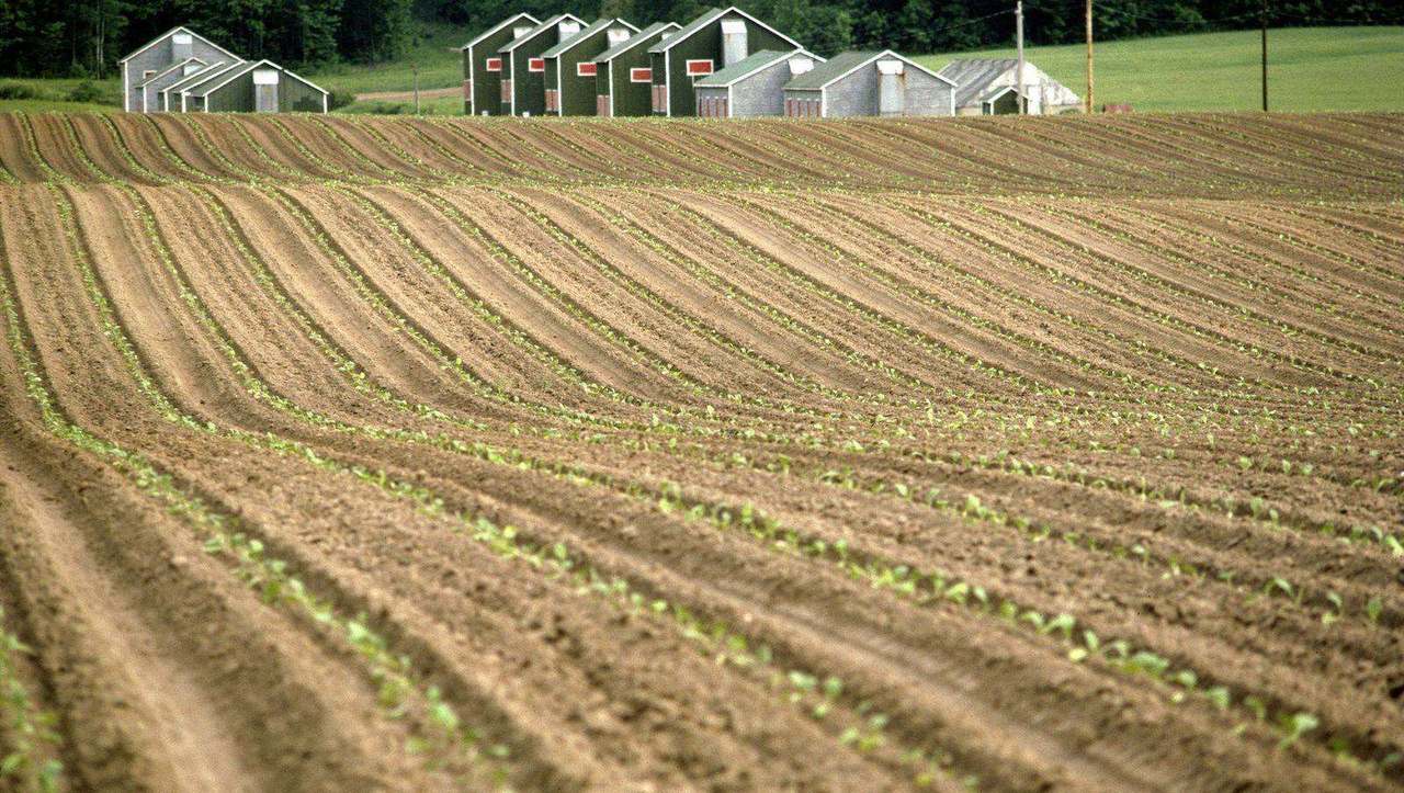 Plowed field with green sprouts and distant farm barns