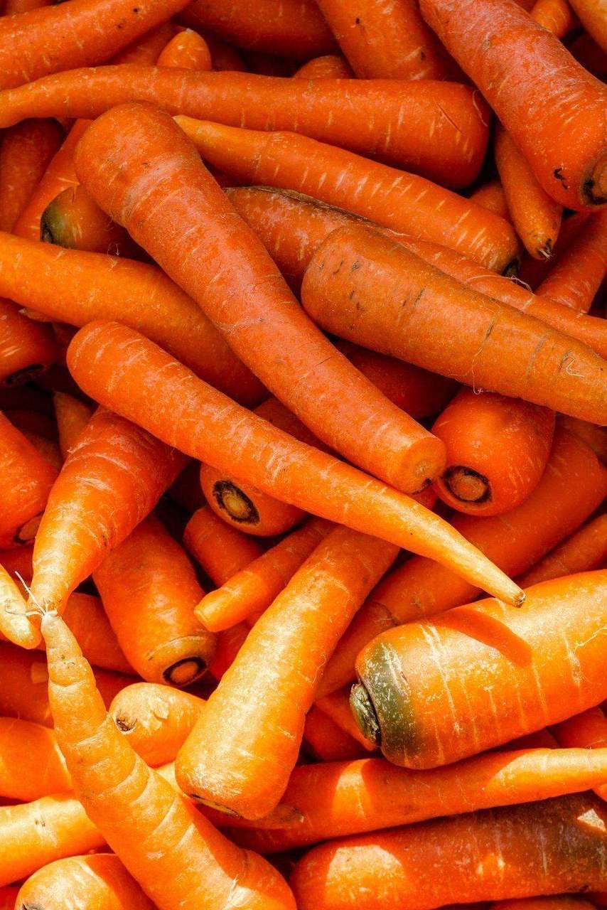 Close-up pile of fresh orange carrots