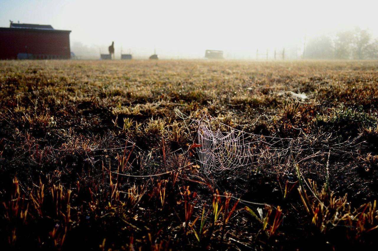 Dew-covered spiderweb in frosty field with barn