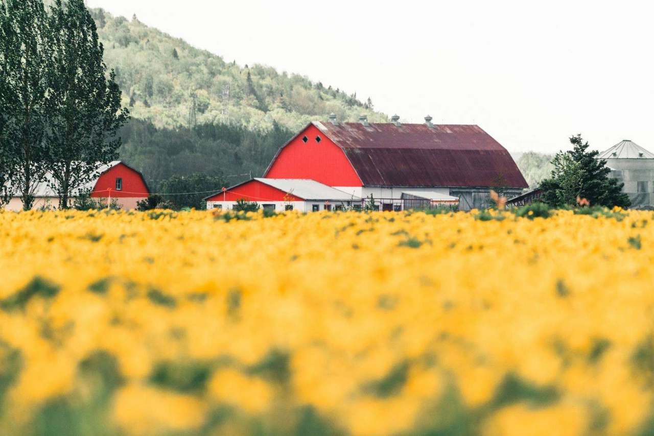Red barn behind yellow flowering field and hills