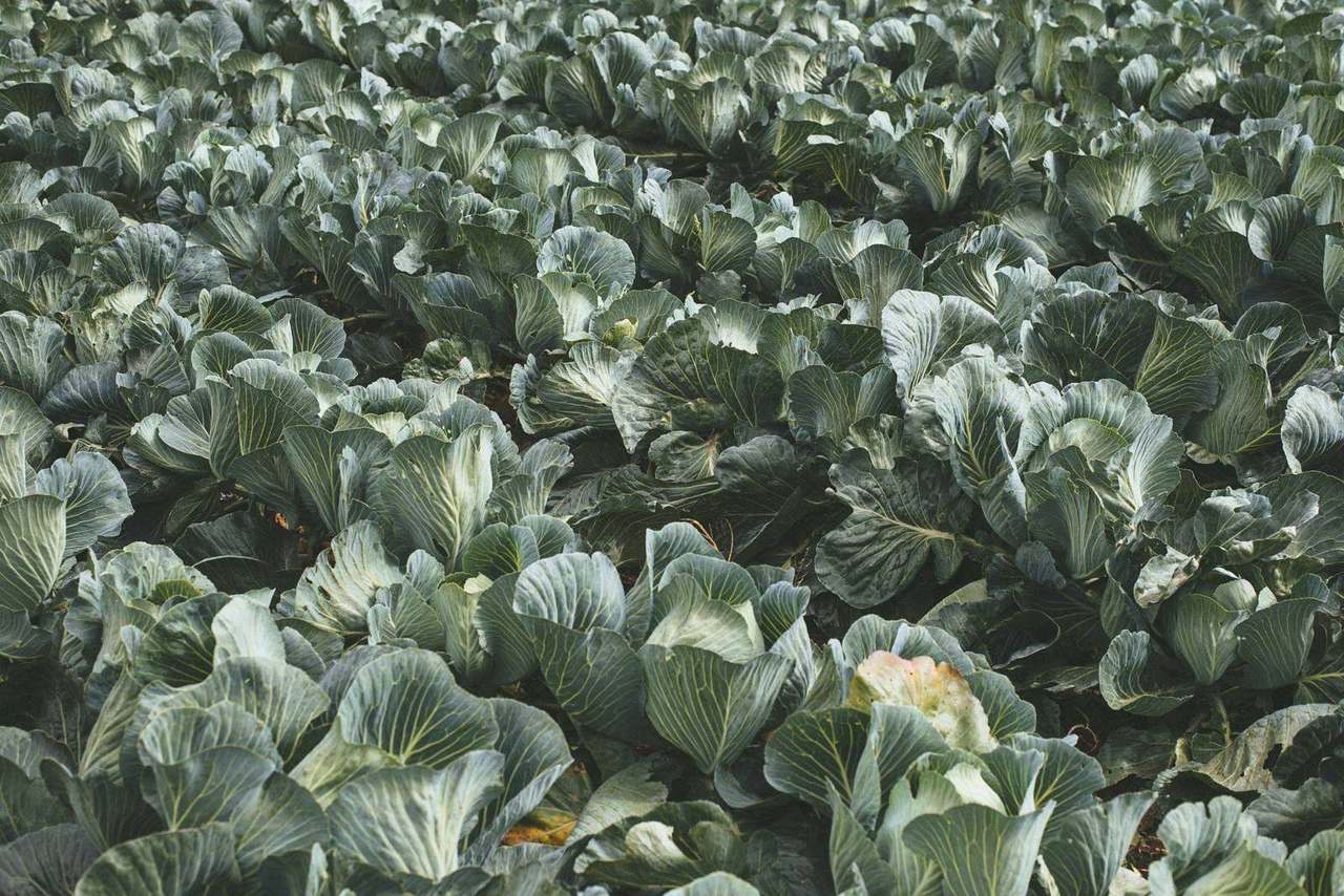 Wide field of dense cabbage crop rows, overcast light