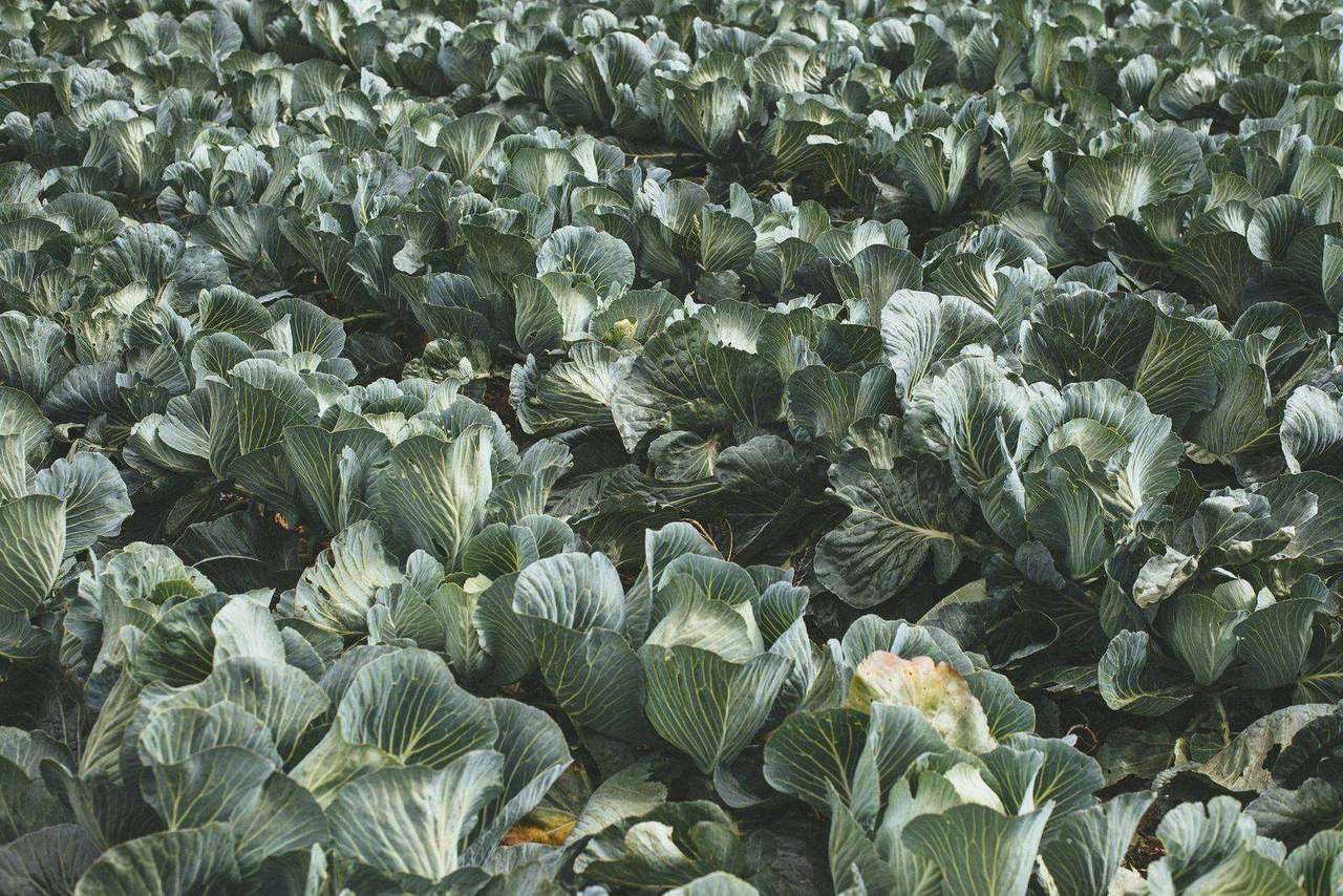 Wide field of dense cabbage crop rows, overcast light