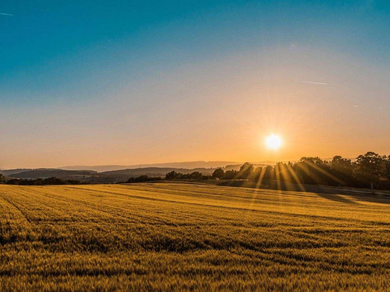 Sunset flare over golden wheat field and hills