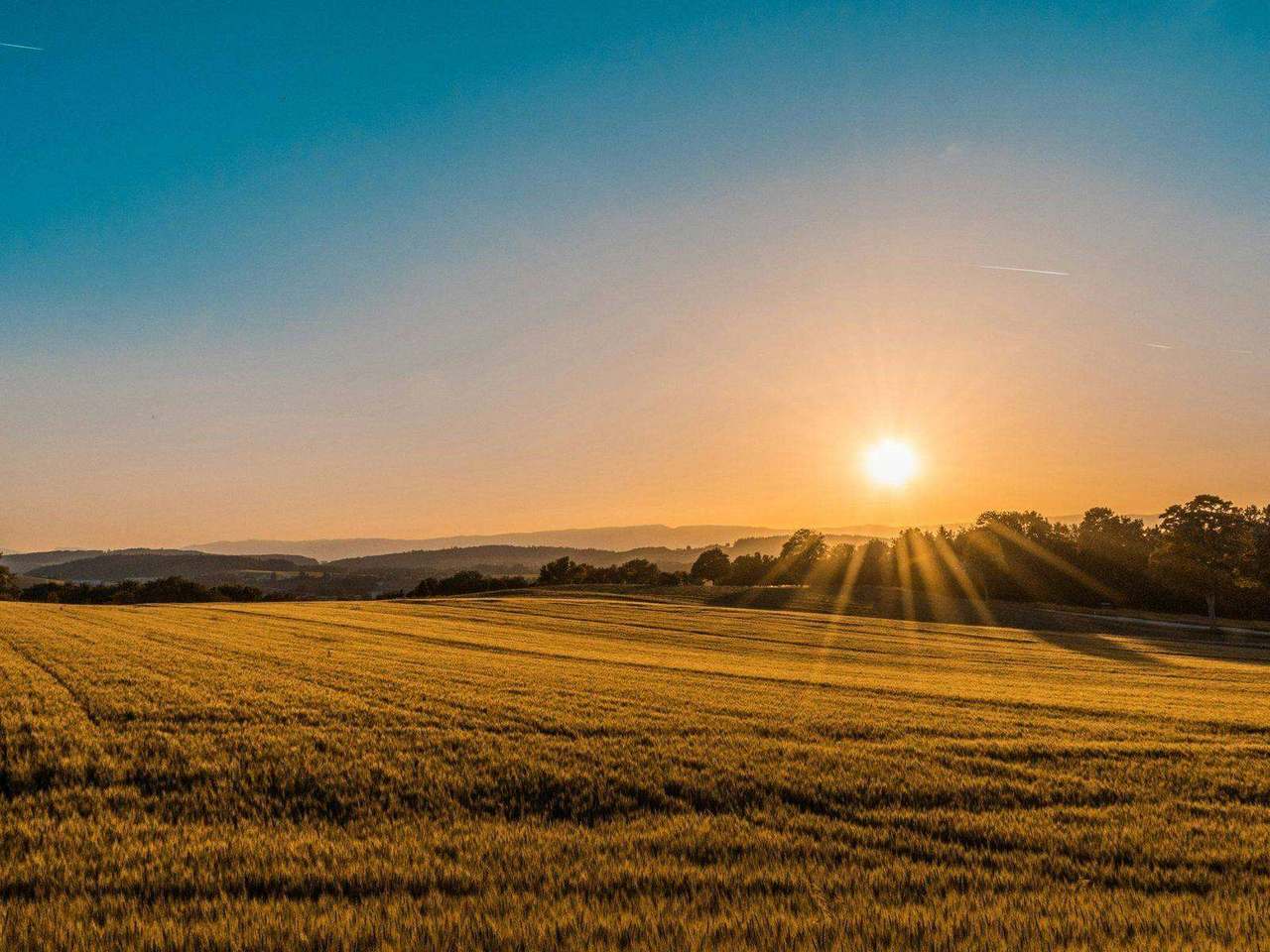 Sunset flare over golden wheat field and hills