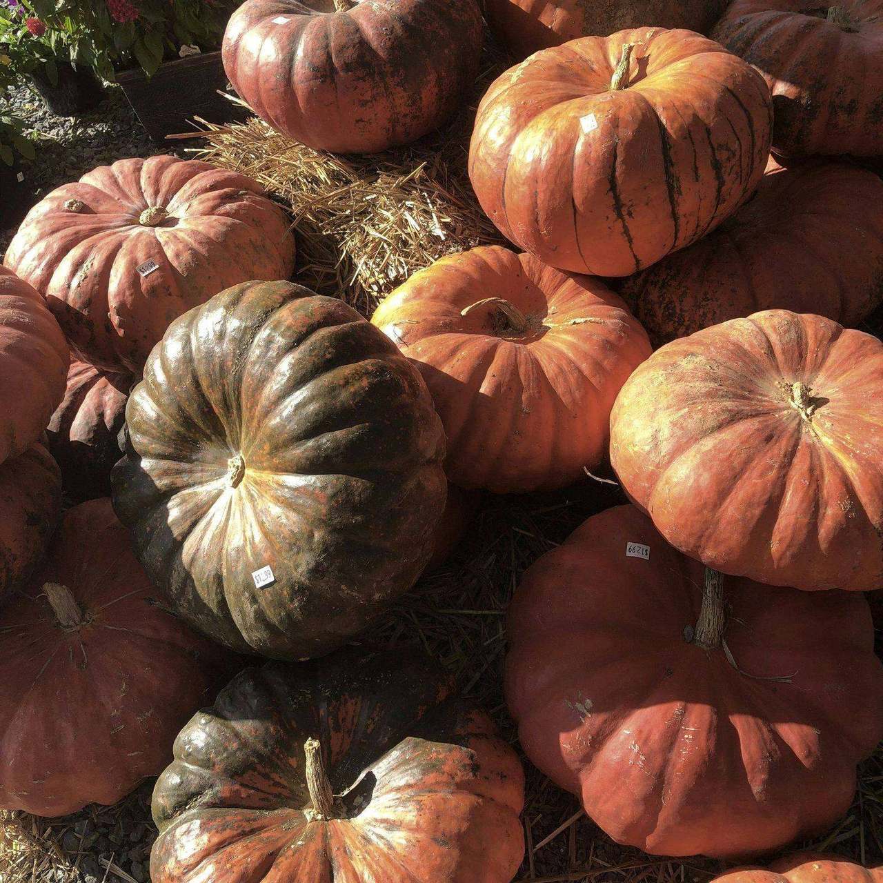 Assorted heirloom pumpkins and squash at farm stand