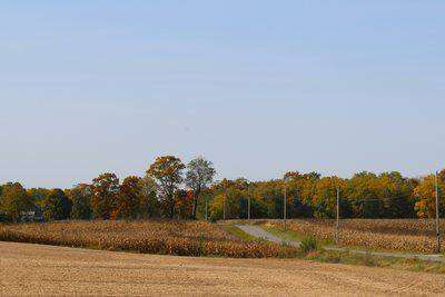 Autumn farmland with golden trees and country road