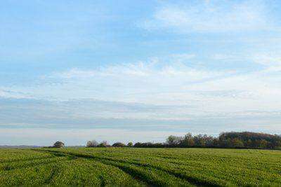 Wide grassy field with tractor tracks under blue sky