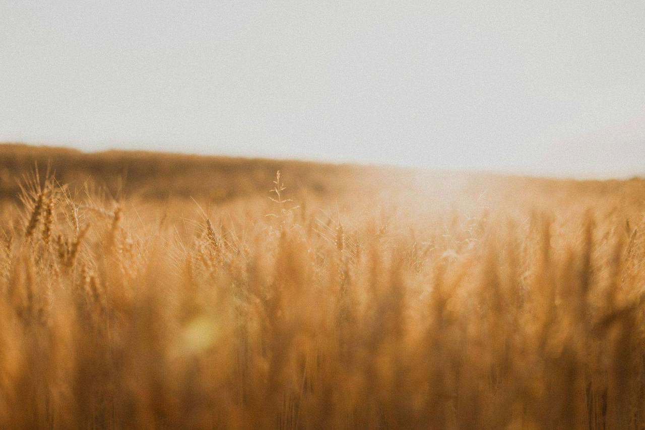 Golden wheat field close-up with backlit sun flare