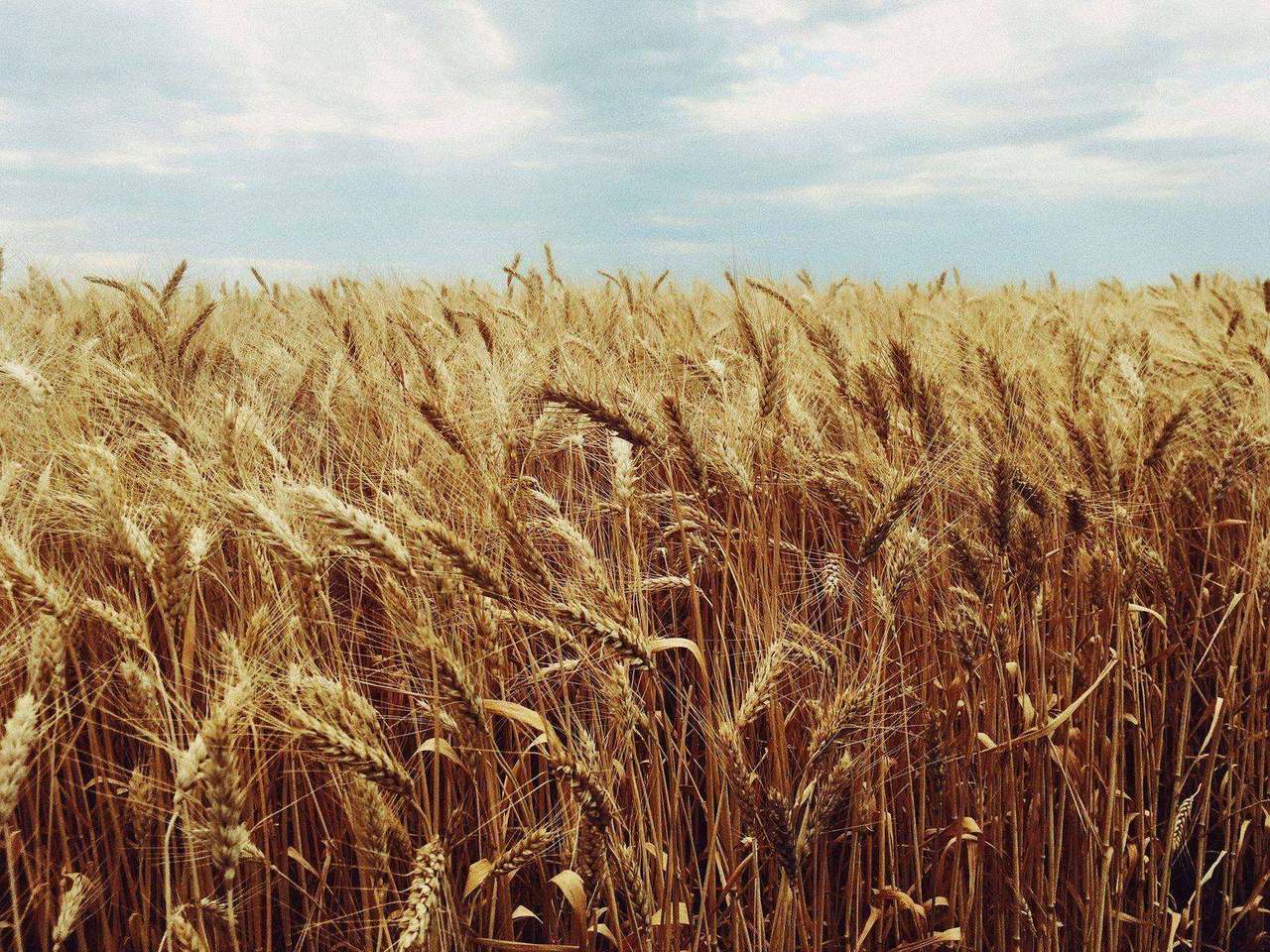 Golden wheat field under blue sky with clouds