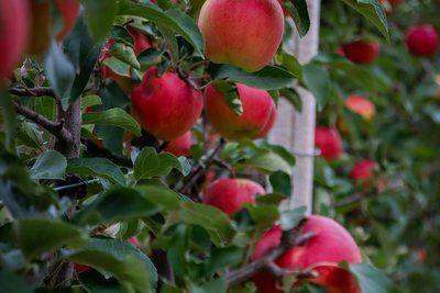 Ripe red apples hanging in orchard rows