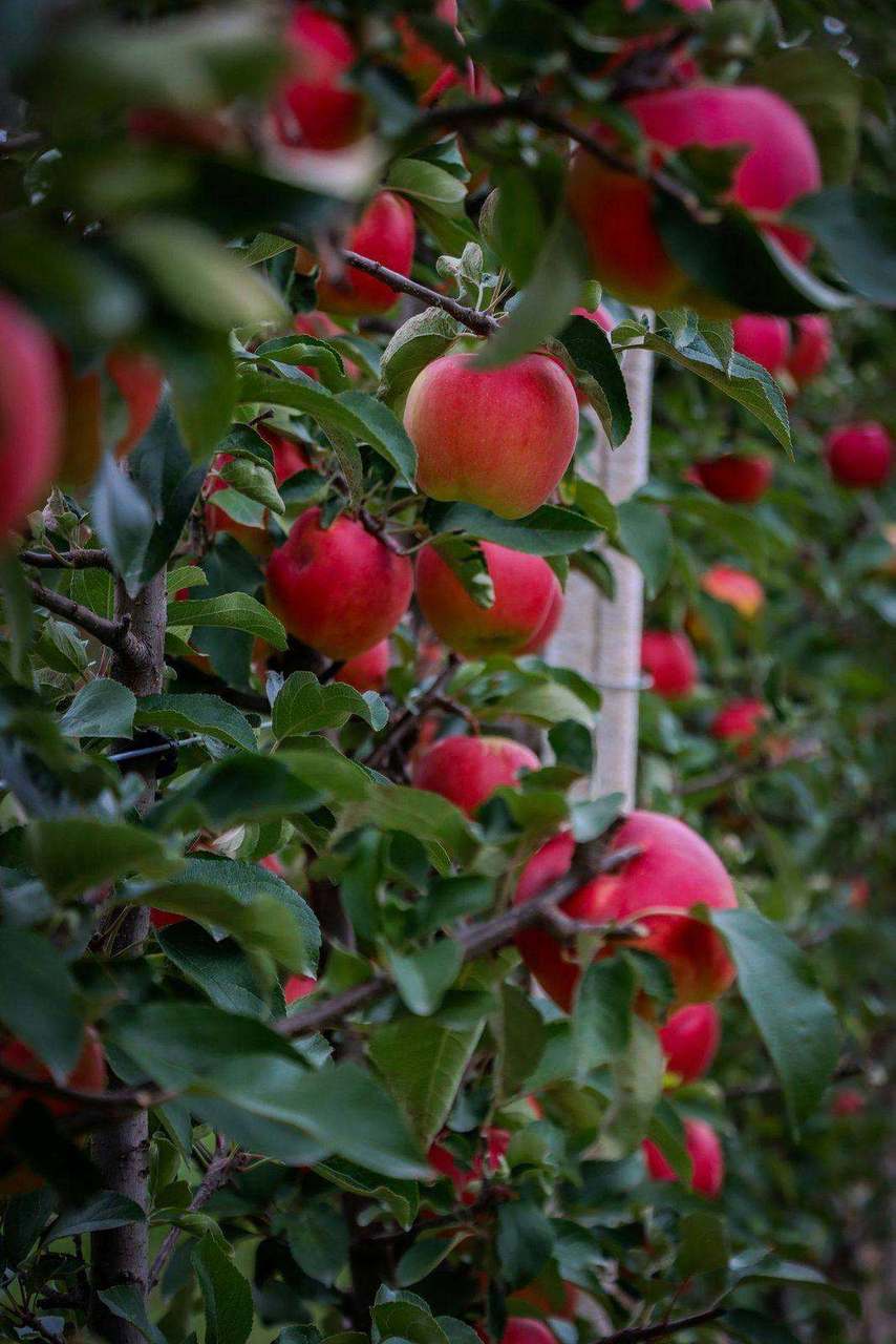 Ripe red apples hanging in orchard rows
