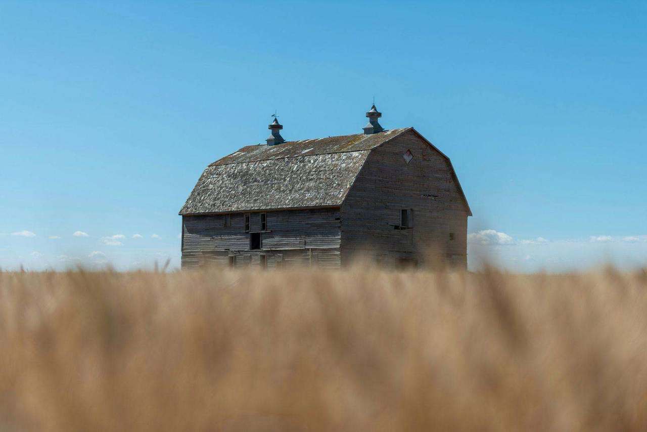 Old wooden barn in golden wheat field under blue sky