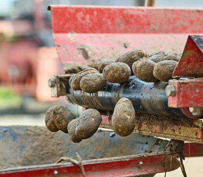 Muddy potatoes rolling off red harvester conveyor belt
