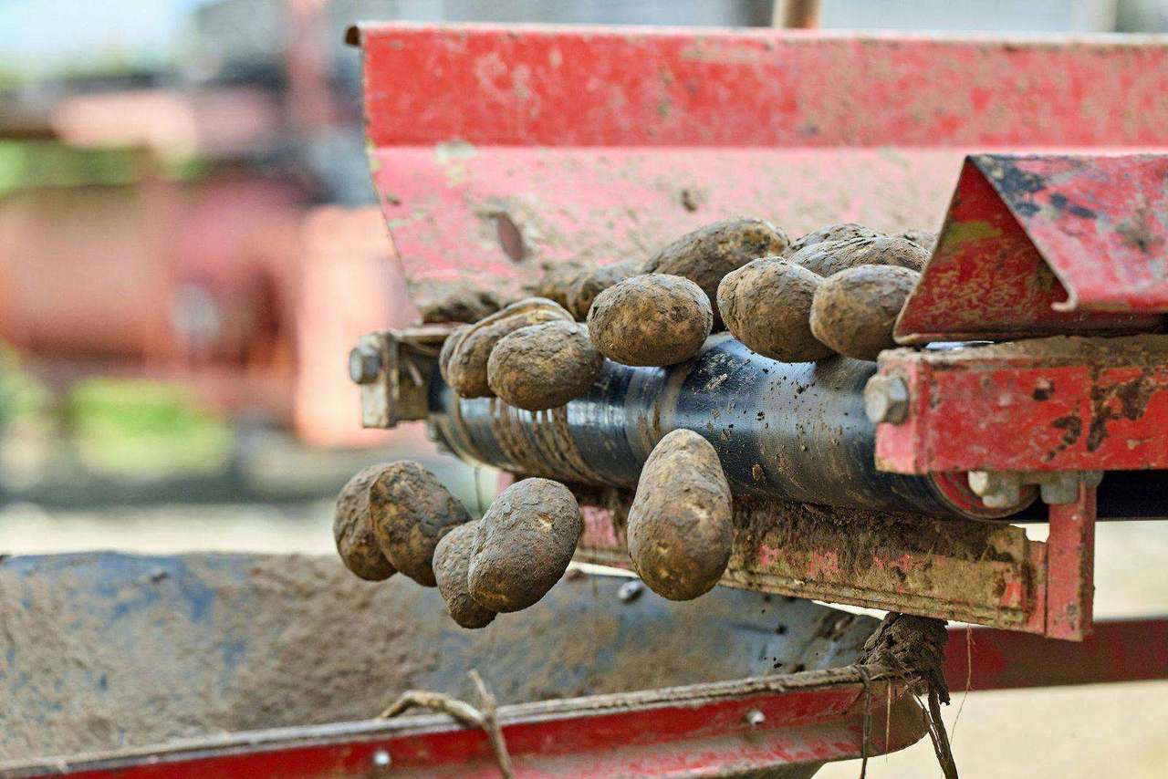 Muddy potatoes rolling off red harvester conveyor belt