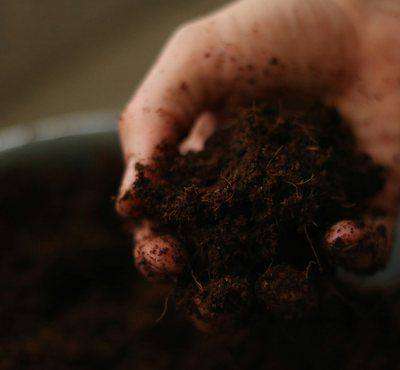 Close-up hand holding scoop of potting soil