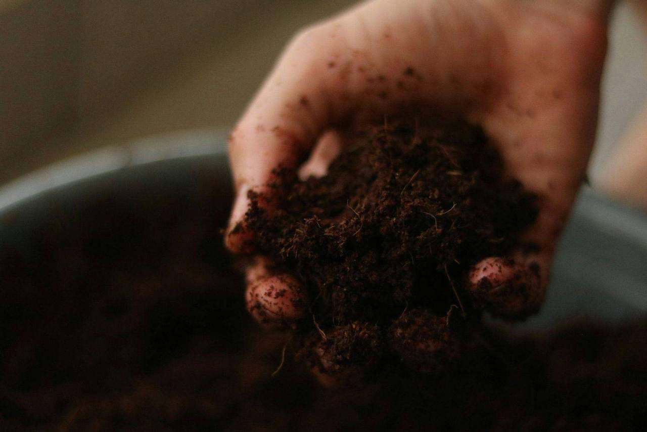 Close-up hand holding scoop of potting soil