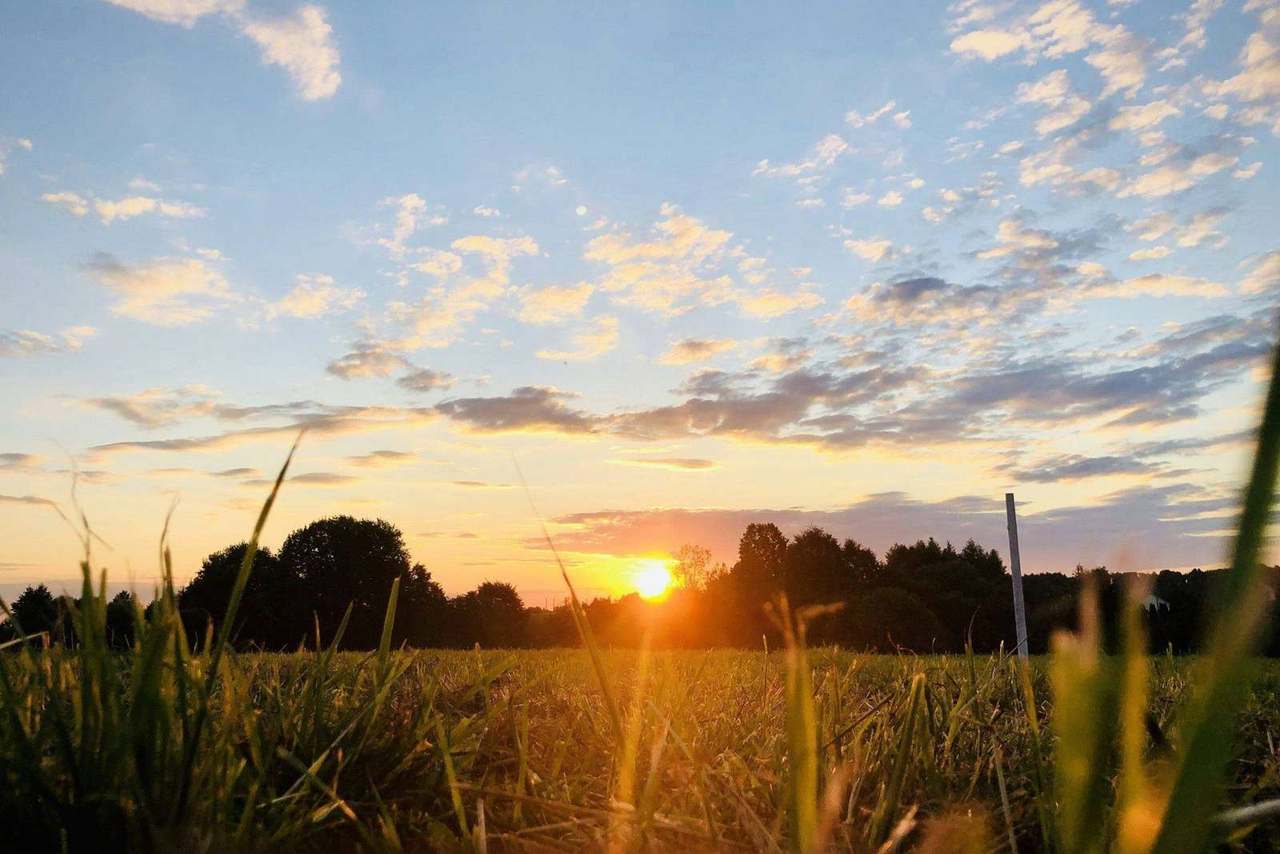 Sunset through tall grass with trees silhouetted