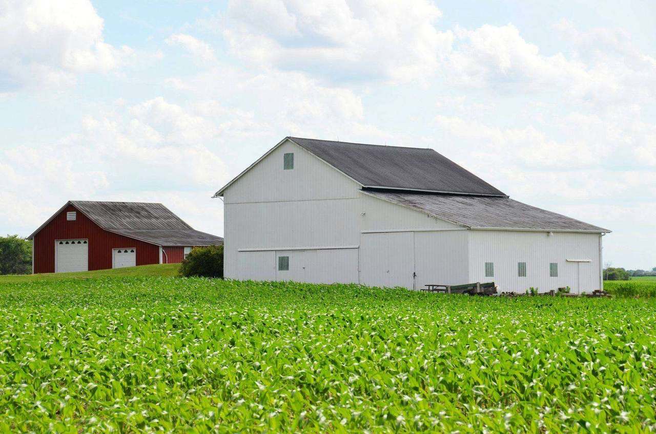 White and red barns beside green cornfield, blue sky