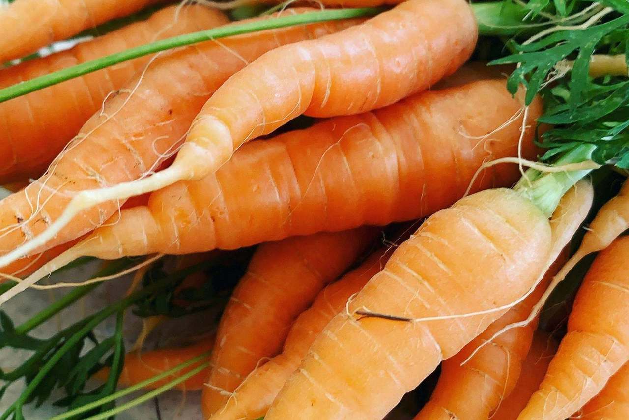 Bunch of fresh carrots with green tops close up