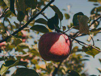 Single red apple hanging on a sunlit tree branch
