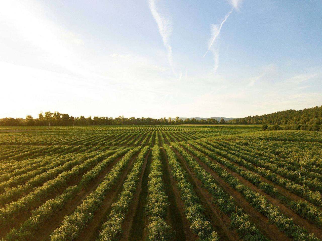 Aerial rows of green crop bushes at golden sunset